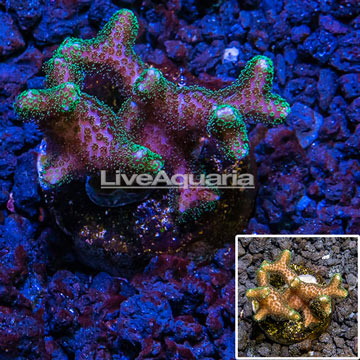 LiveAquaria® cultured Birdsnest Coral