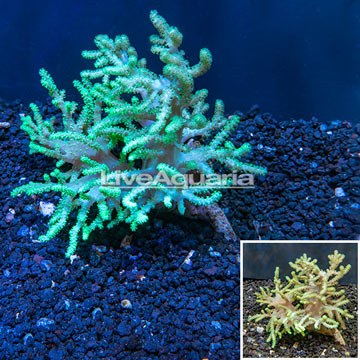 Sinularia Finger Leather Coral Australia