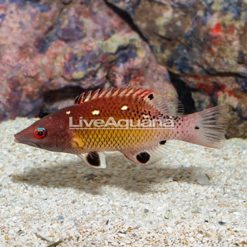 Red Diana Hogfish 