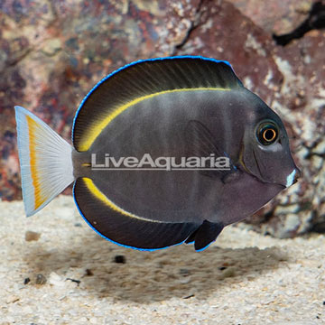 Whitecheek Tang