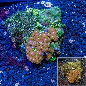 Zoanthus Coral Indonesia