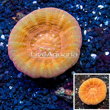 Scolymia Coral Australia