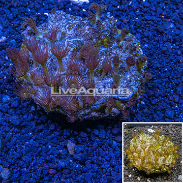 Parazoanthus Coral Indonesia