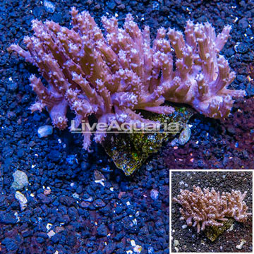 Tree Coral Indonesia