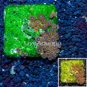 Zoanthus Coral Australia