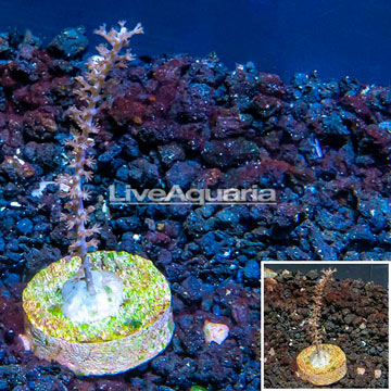 LiveAquaria® Cultured Purple Sea Whip