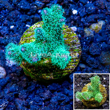 LiveAquaria® Cultured Stylophora Coral