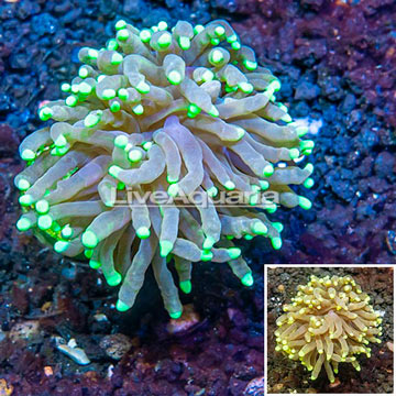 LiveAquaria® Cultured Torch Coral