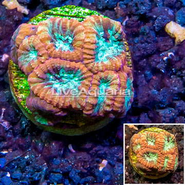 LiveAquaria® Cultured Favia Brain Coral