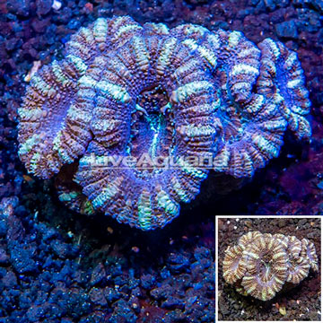 LiveAquaria® Cultured Acan Lord Coral