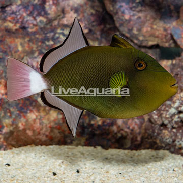 Pinktail Triggerfish