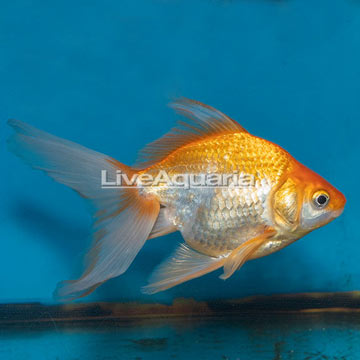Gold Ryukin Goldfish