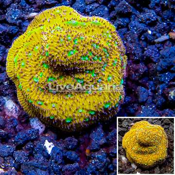 LiveAquaria® Cultured Jack-O-Lantern Leptoseris Coral