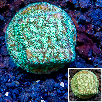 LiveAquaria® Cultured Leptoseris Coral