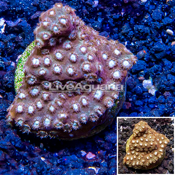 LiveAquaria® Cultured Cyphastrea Frag