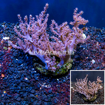 Pineapple Tree Coral Indonesia