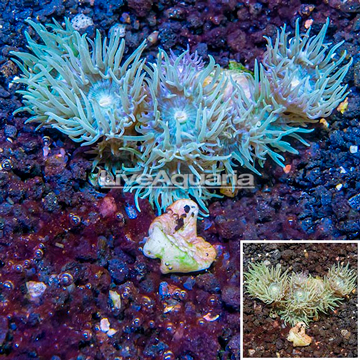Ultra Duncan Coral Australia
