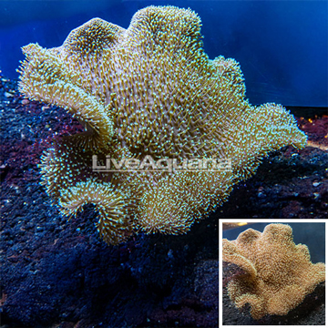 Toadstool Leather Mushroom Coral Indonesia