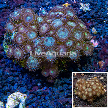 Zoanthus Coral Indonesia