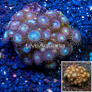 Zoanthus Coral Indonesia