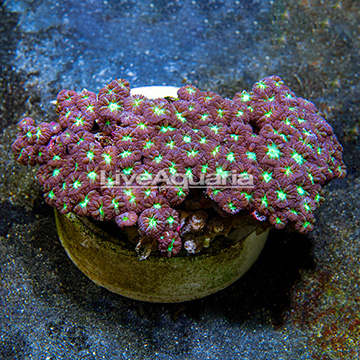 Aussie Blastomussa Coral 
