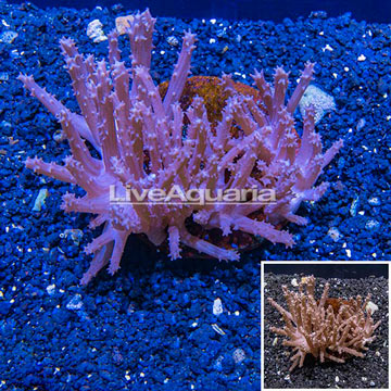  Tree Coral Indonesia
