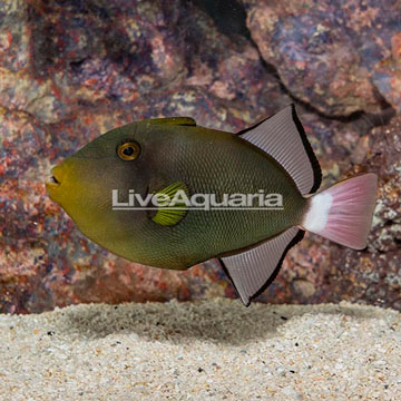 Pinktail Triggerfish