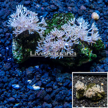 Xenia Coral Indonesia