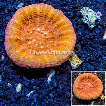 Scolymia Coral Australia