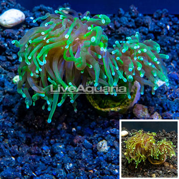 LiveAquaria® Cultured Torch Coral