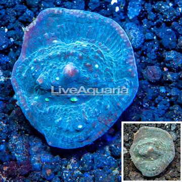 LiveAquaria® Cultured Ultra Chalice Coral