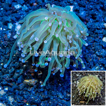 LiveAquaria® Cultured Torch Coral