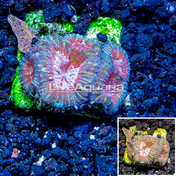 USA Cultured Goniastrea Coral