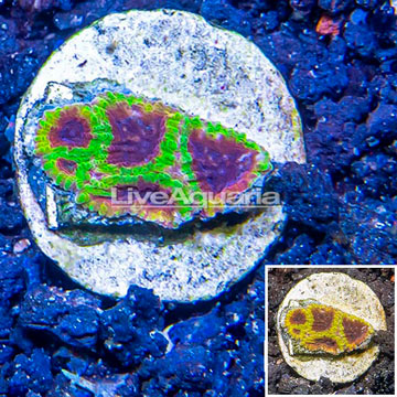 USA Cultured Wolverine Favia Coral