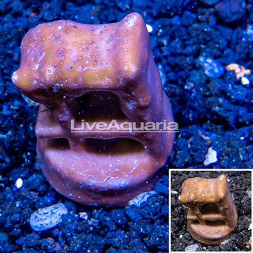 LiveAquaria® Cultured Blue Ridge Coral