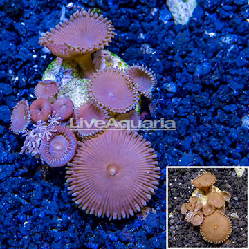 LiveAquaria® Cultured Protopalythoa Coral 