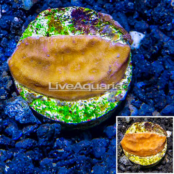 LiveAquaria® Cultured Leptoseris Coral