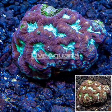 LiveAquaria® Cultured Favia Coral
