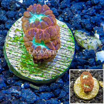 LiveAquaria® Cultured Blastomussa Coral