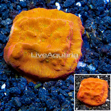 LiveAquaria® Cultured Leptoseris Coral