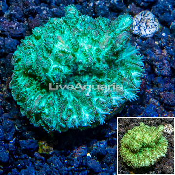 LiveAquaria® Cultured Hydnophora Coral