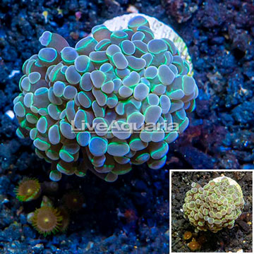 LiveAquaria® Cultured Hammer Coral
