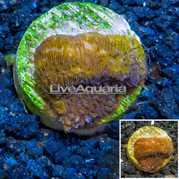 LiveAquaria® Cultured Leptoseris Coral