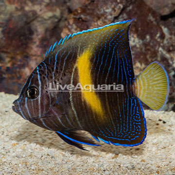 Maculosus Angelfish, Sub-Adult