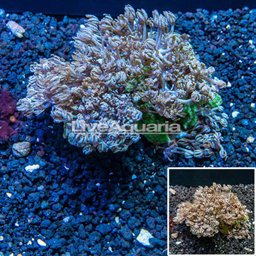Xenia Coral Vietnam