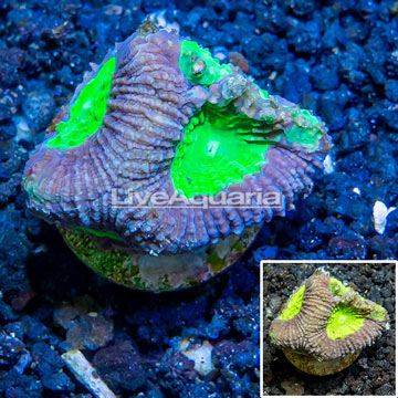 LiveAquaria® Cultured Goniastrea Brain Coral