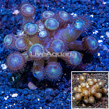 LiveAquaria® Cultured Zoanthus Coral