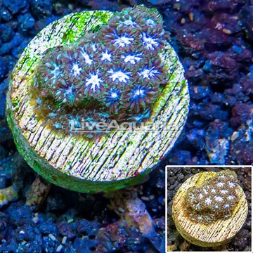 LiveAquaria® Cultured Leptastrea