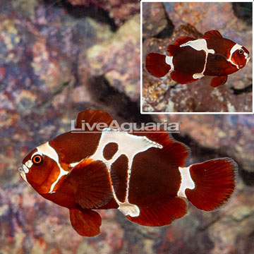 Peacekeeper Maroon Clownfish