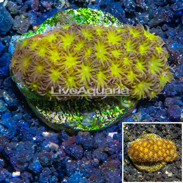 LiveAquaria® Cultured Leptastrea